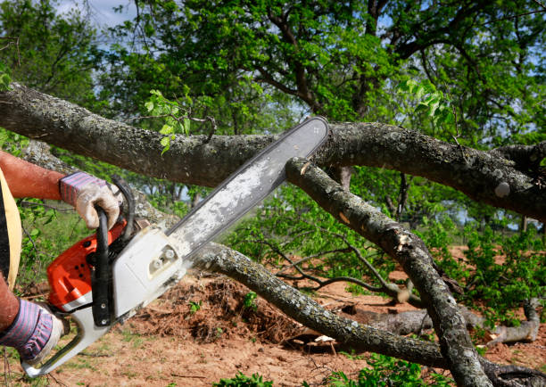 Best Tree Care Services  in Midway City, CA